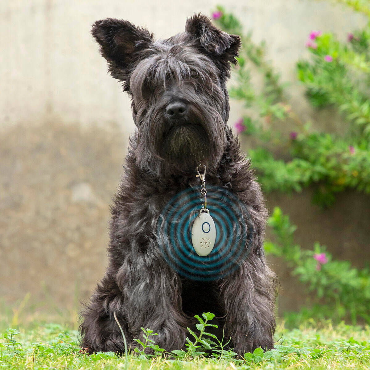 Rechargeable Ultrasonic Pet Parasite Repeller